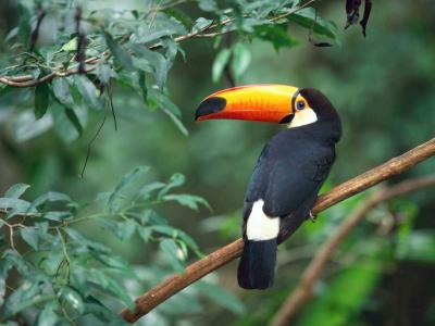 20110228013519-toco-toucan.jpg